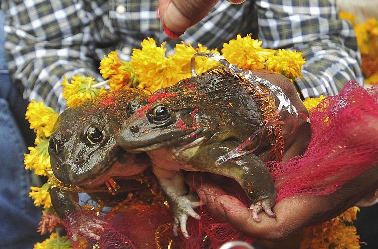 Frog Wedding Madhya Pradesh