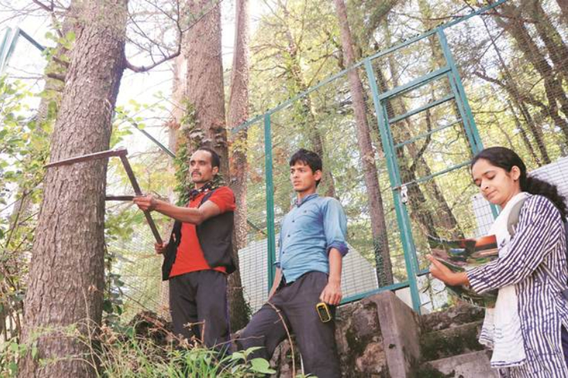 Shimla tree feeling