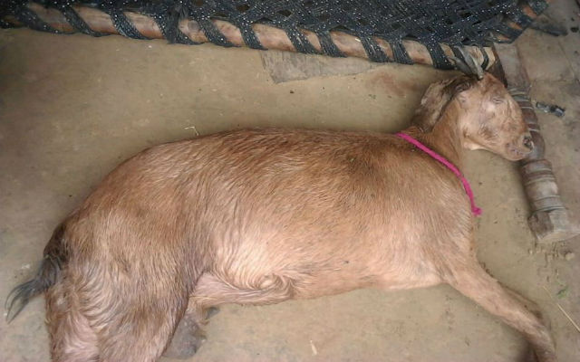 Pregnant goat dies after being gang-raped by 8 men in Haryana