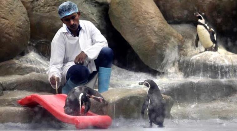 Byculla Zoo Penguin