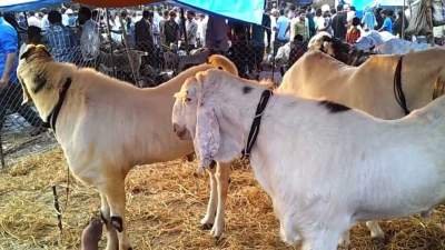 Eid-ul-Adha or Bakrid