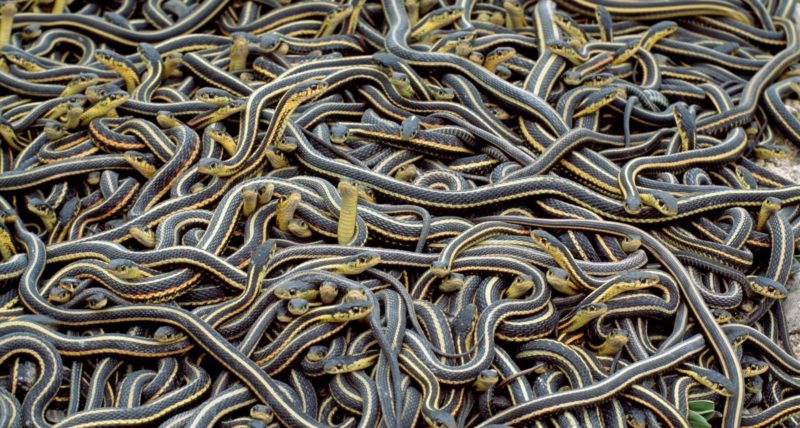 21 snakes seized from snake-charmers ahead of Naag Panchmi