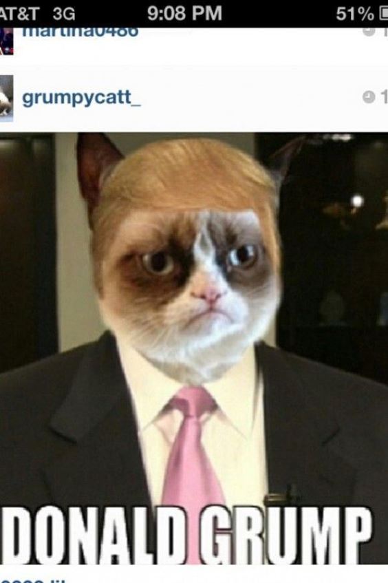 Grumpy Cat