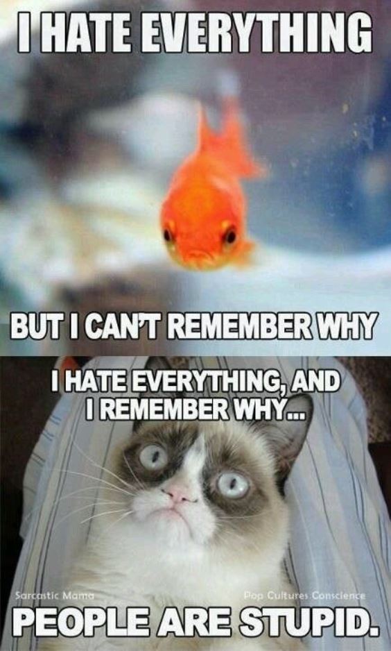 20 Best Grumpy Cat Memes To Convert A Face To A Smiley Face