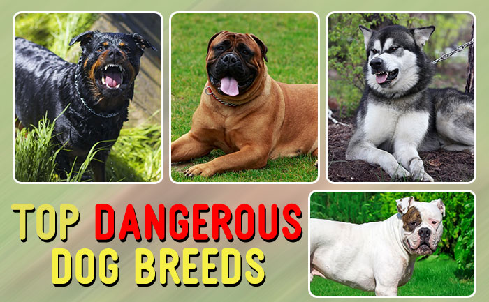 top most dangerous dogs