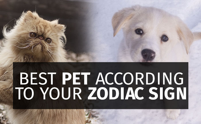 The Best Pet For You, Based On Your Zodiac (Star) Sign - TheLiveMirror