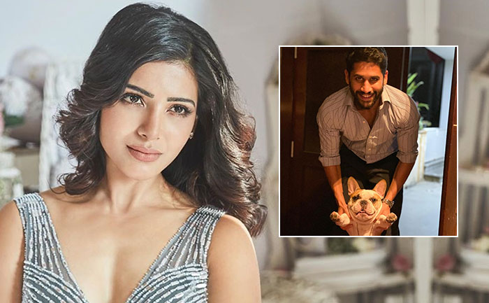 Samantha Akkineni shares cute photo of Naga Chaitanya with dog Hash