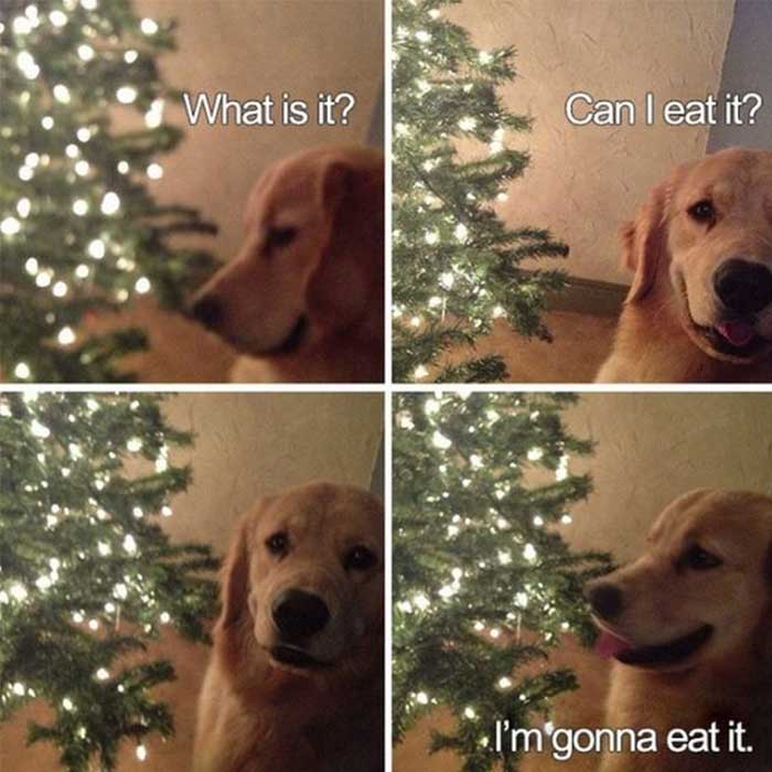 When your dog is planning to have the Xmas tree as his dinner