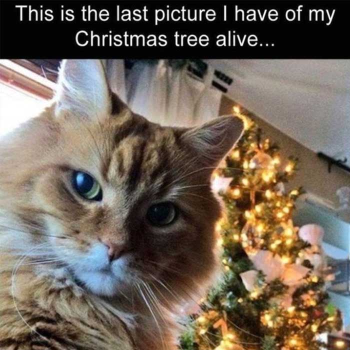Your cat loves the Christmas tree more than you!
