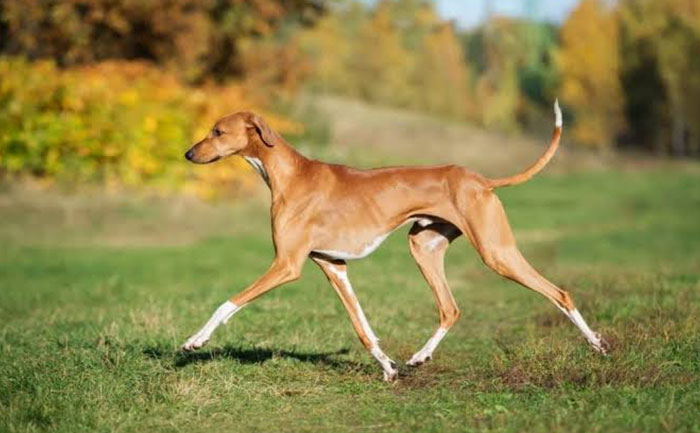 Azawakh dog breeds TLM