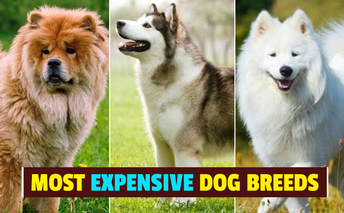 expensive dog in the world
