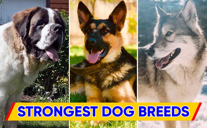 the strongest dog breed