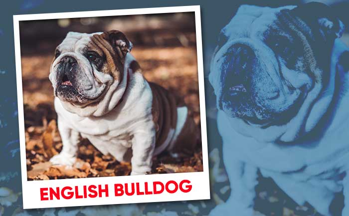 english bulldog strongest dog breeds
