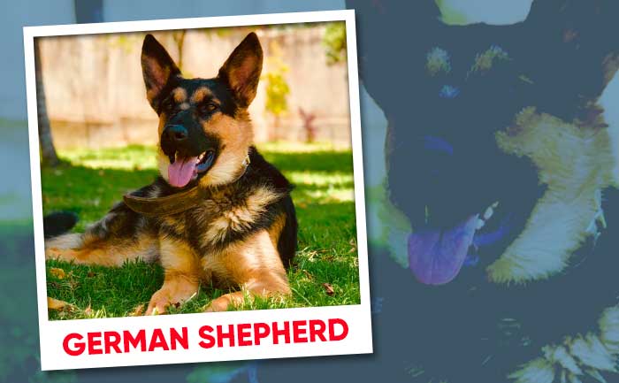 Strongest Dog Breeds In The World You Shouldn't Mess With