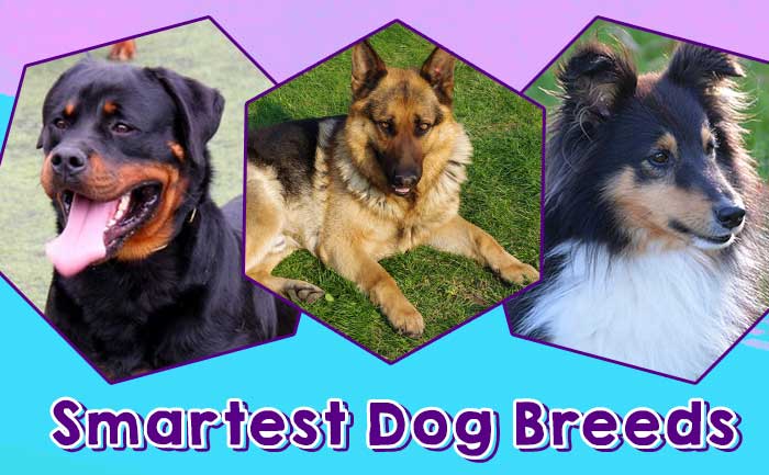 Smartest Dog Breeds Chart