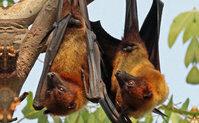 Bat Coronavirus