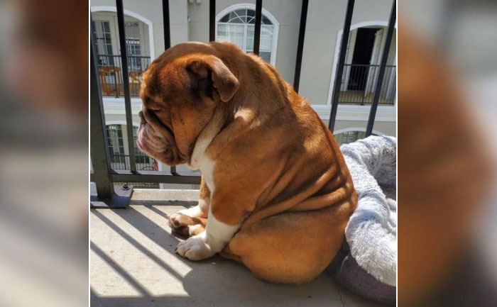 covid 19 lockdown sad bulldog pic viral