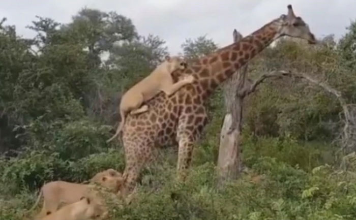 giraffe fights five hours with lions
