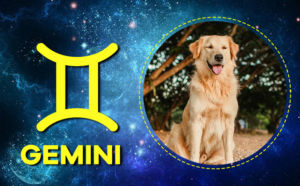 Here Are The 12 Zodiac Signs As Popular Dog Breeds