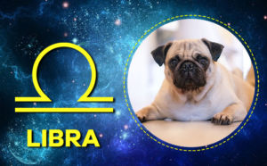 Here Are The 12 Zodiac Signs As Popular Dog Breeds