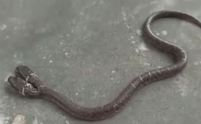 two-headed-wolf-snake-odisha