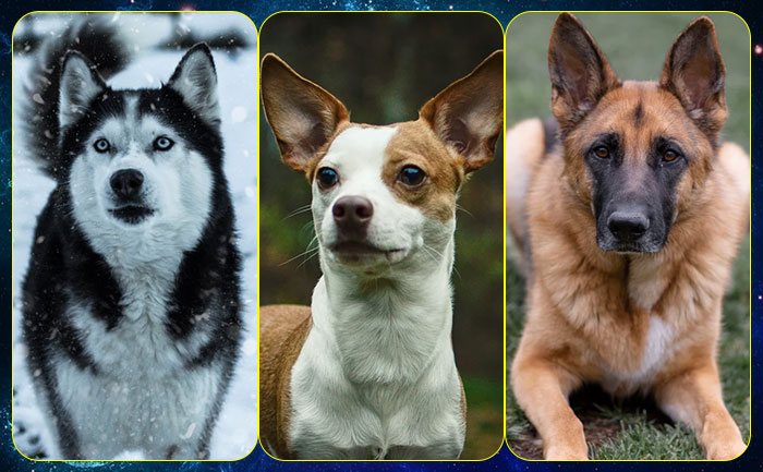 zodiac signs dog breed