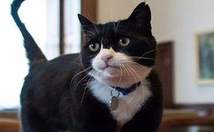 uk top diplomatic cat palmerston retires