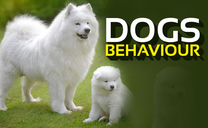 Dogs Behaviours