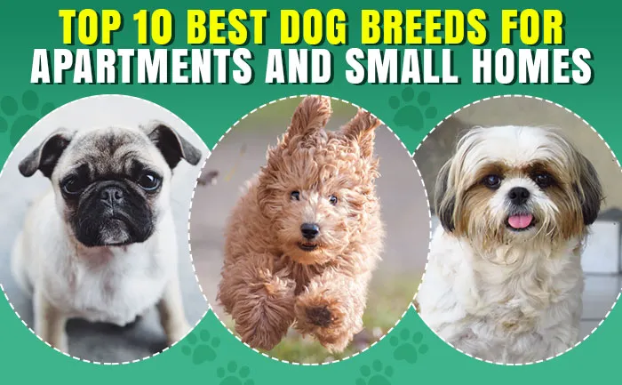 what is the best dog for a small apartment