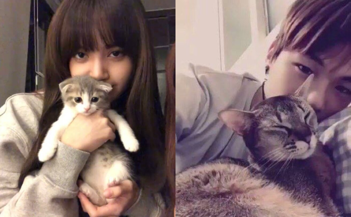 Blackpink S Lisa To Got7 S Jb These Kpop Stars Are Obsessed With Their Pet Cats