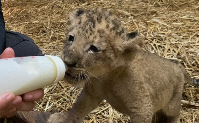 Wildlife Reserves Singapore Simba