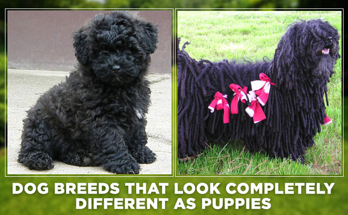 dog breeds look different as puppies
