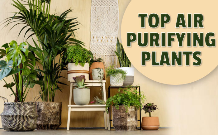 Best Plants To Have Delivered Your