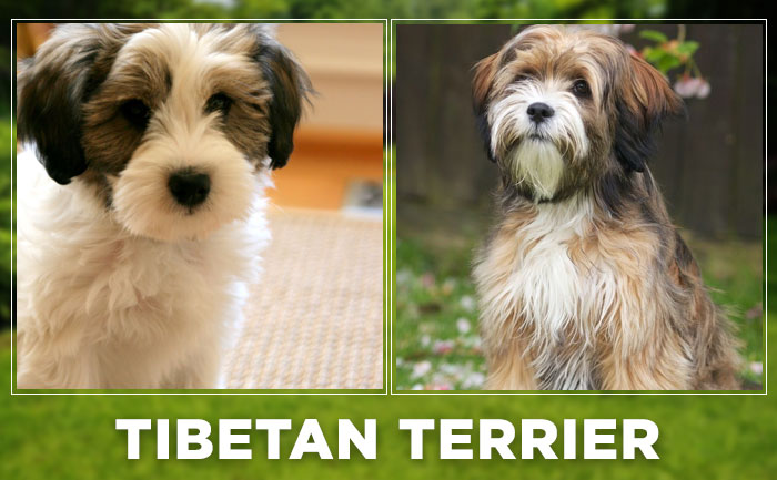 what does a tibet terrier look like