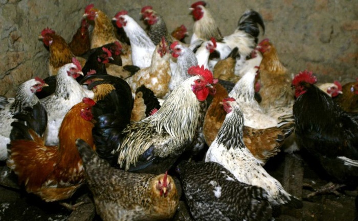 russia first case human transmission bird flu