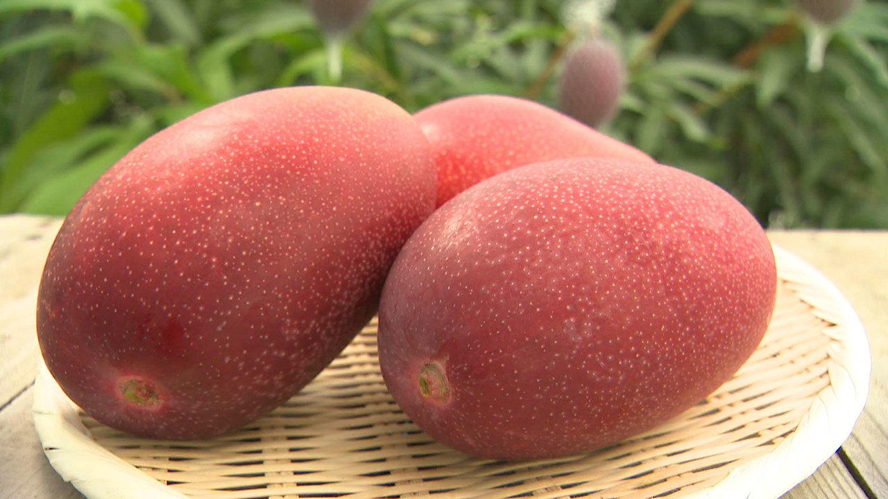 For Mango Lovers Everything about World's Most Expensive Mango Miyazaki