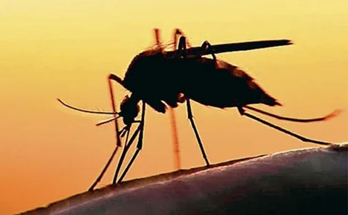 karnataka tamil nadu alert zika virus kerala