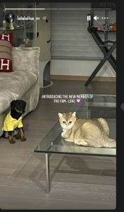 BlackPink Lisa Cat, Dog 