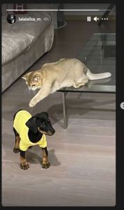 BlackPink Lisa Cat, Dog 